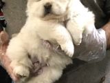 Chow Chow Yavrularimiz