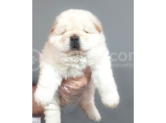Chow Chow Yavrularimiz