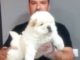 Chow Chow Yavrularimiz