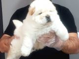 Chow Chow Yavrularimiz