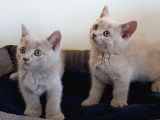 british shorthair yavruları