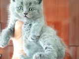 british shorthair yavruları
