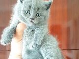 British Shorthair Yavruları