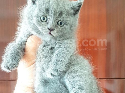 British Shorthair Yavruları görsel