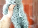 British Shorthair Yavruları