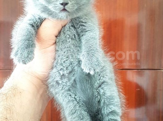 British Shorthair Yavruları görsel