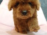 SHOW KALİTE RED BROWN TOY POODLE BEBEKLERİM