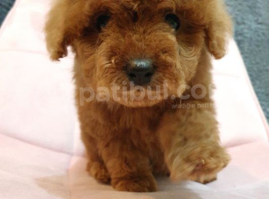 Show Kali̇te Red Brown Toy Poodle Bebekleri̇m