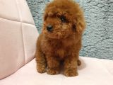 Show Kali̇te Red Brown Toy Poodle Bebekleri̇m