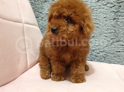 Show Kali̇te Red Brown Toy Poodle Bebekleri̇m görsel
