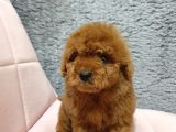 Show Kali̇te Red Brown Toy Poodle Bebekleri̇m