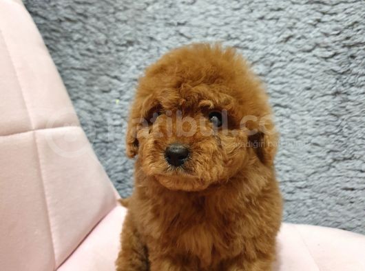 Show Kali̇te Red Brown Toy Poodle Bebekleri̇m görsel