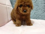 Show Kali̇te Red Brown Toy Poodle Bebekleri̇m