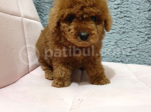Show Kali̇te Red Brown Toy Poodle Bebekleri̇m görsel