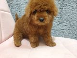 Show Kali̇te Red Brown Toy Poodle Bebekleri̇m