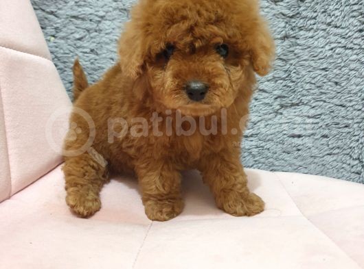 Show Kali̇te Red Brown Toy Poodle Bebekleri̇m görsel