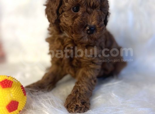 Orjinal Redbro Büyümeyen Toy Boy Toypoodle Yavrular görsel