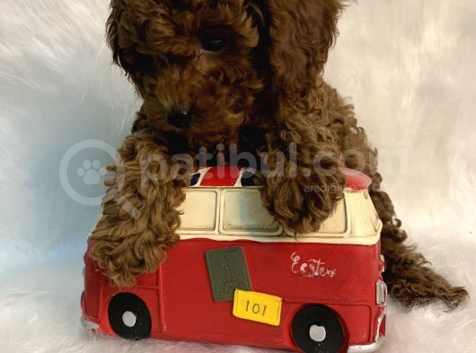 Redbrown Anne Altından Kilo Boy Garantili Toypoodle Kaniş Yavrular görsel