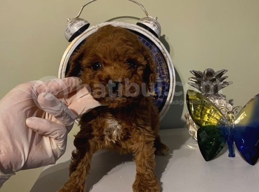 Aşılı Pasaportlu Poodle Bebeklerimiz Ev Ortamında görsel
