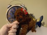 Aşılı Pasaportlu Poodle Bebeklerimiz Ev Ortamında