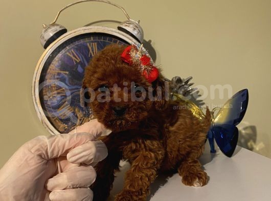 Aşılı Pasaportlu Poodle Bebeklerimiz Ev Ortamında