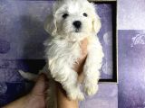 Pamuk Gibi Maltese Terrier Yavrularımız
