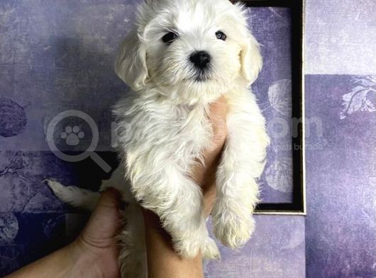 Pamuk Gibi Maltese Terrier Yavrularımız görsel