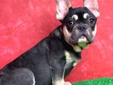 SAFKAN FRENCH BULLDOG BLACK TAN ERKEK YAVRUMUZ
