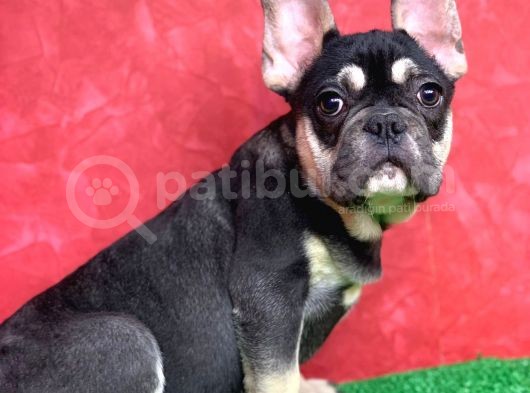 Safkan French Bulldog Black Tan Erkek Yavrumuz