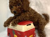 Redbrown anne altından kilo boy garantili Toypoodle kaniş yavrular