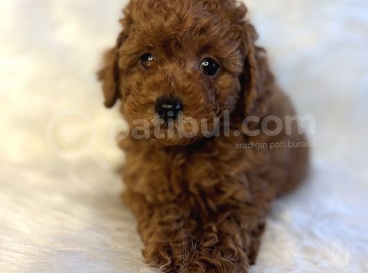 Orjinal Redbro Büyümeyen Toy Boy Toypoodle Yavrular görsel