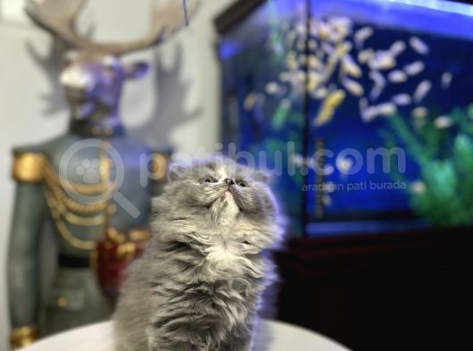 British Longhair Dişi görsel