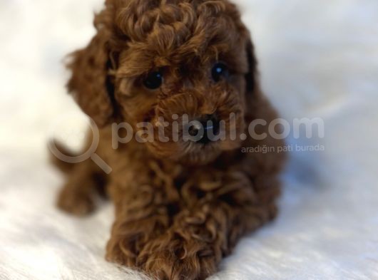 Orjinal Redbro Büyümeyen Toy Boy Toypoodle Yavrular görsel