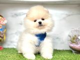 Teddy Face Boo Pomeranian Yavrular