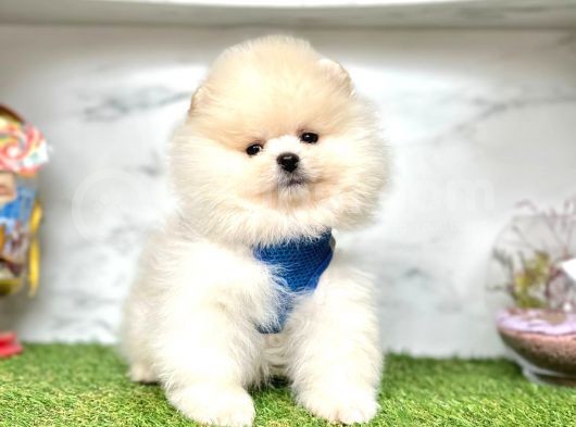 Teddy Face Boo Pomeranian Yavrular görsel
