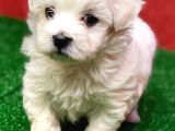 Kar Beyaz Di̇şi̇ Ve Erkek Maltese Terrier Yavrularimiz