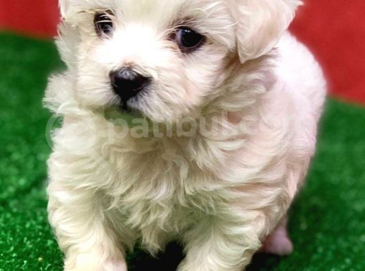 Kar Beyaz Di̇şi̇ Ve Erkek Maltese Terrier Yavrularimiz görsel