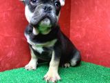 Safkan French Bulldog Black Tan Erkek Yavrumuz