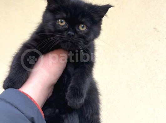 Black Bri̇ti̇sh Shorthai̇r Yavrularimiz görsel