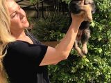 Muhteşem Düşük Bel Alman Çoban Köpeği Yavrularımız