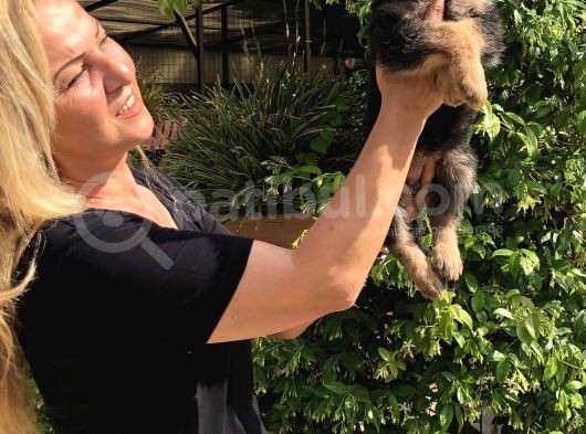 Muhteşem Düşük Bel Alman Çoban Köpeği Yavrularımız görsel