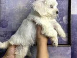 Pamuk Gibi Maltese Terrier Yavrularımız