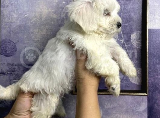Pamuk Gibi Maltese Terrier Yavrularımız görsel