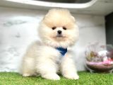 Teddy Face Boo Pomeranian Yavrular