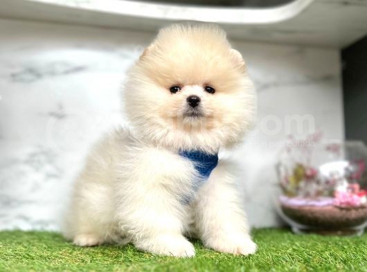 Teddy Face Boo Pomeranian Yavrular görsel