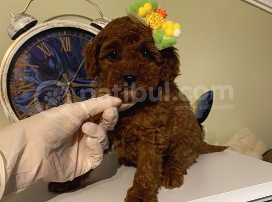 Aşılı Pasaportlu Poodle Bebeklerimiz Ev Ortamında görsel