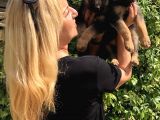 Muhteşem Düşük Bel Alman Çoban Köpeği Yavrularımız