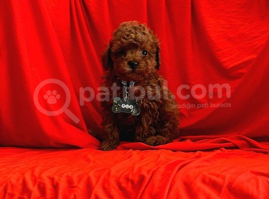 Red Brown Toy Poodle Yavrular