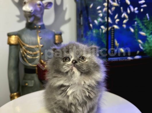 British Longhair Dişi görsel