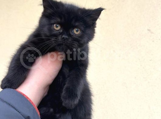 Black Bri̇ti̇sh Shorthai̇r Yavrularimiz